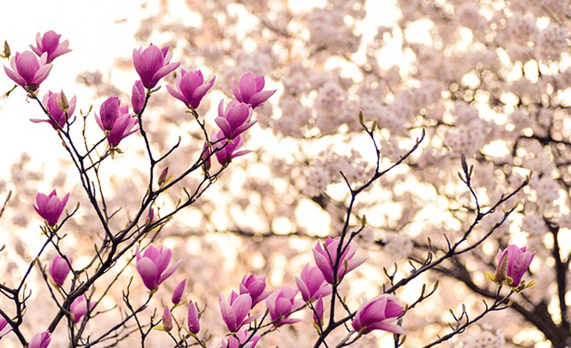 Magnolia Blooming