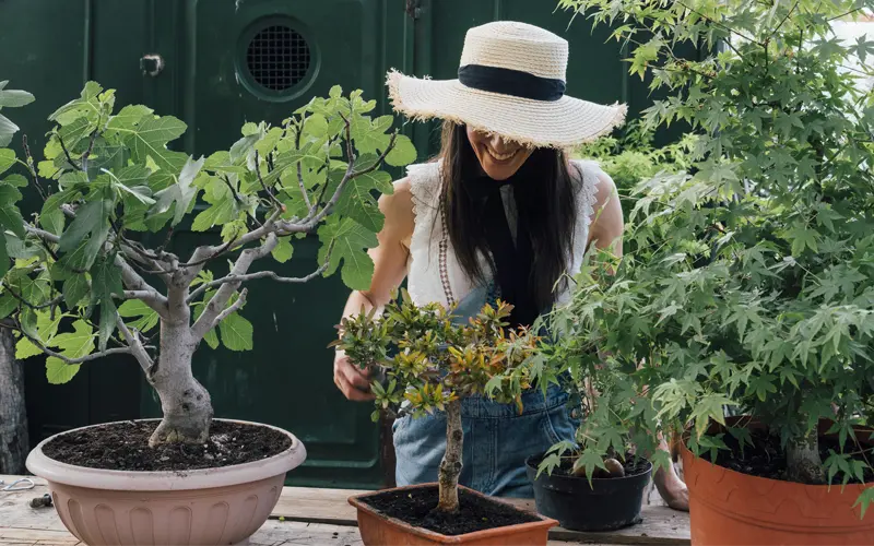 bonsai garden