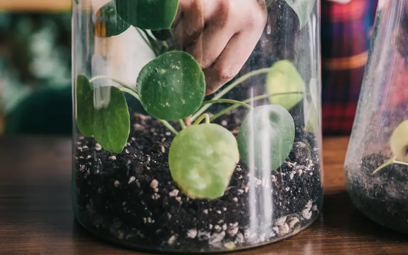 bottle garden