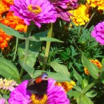 butterfly garden