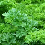 parsley