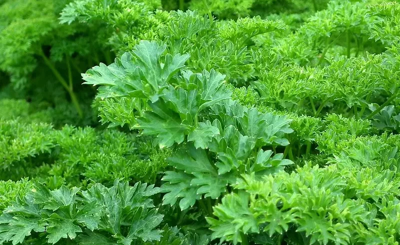 parsley